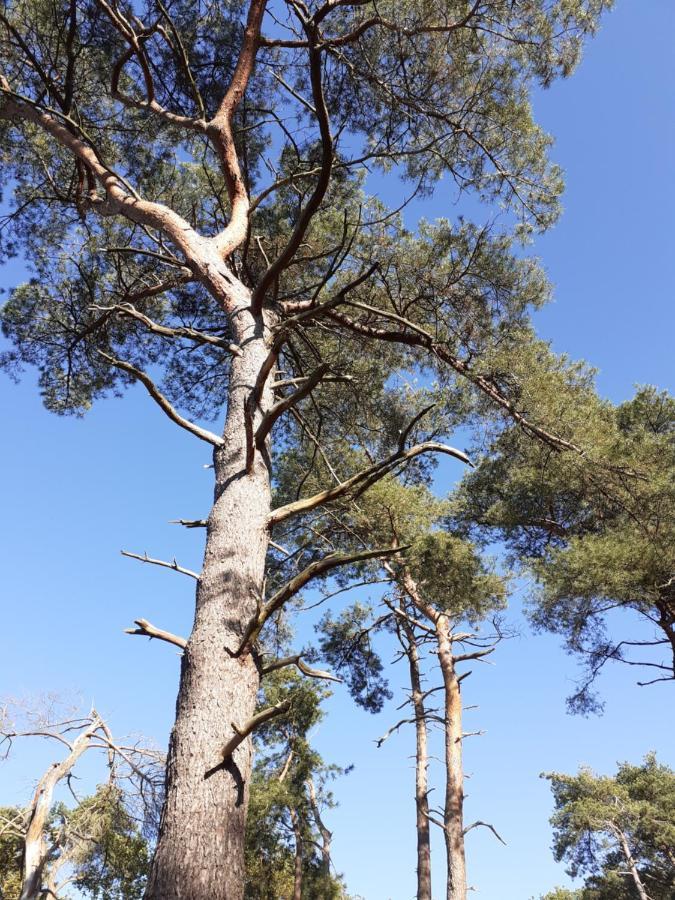 B&B Altijd Zomer Nijlen Luaran gambar
